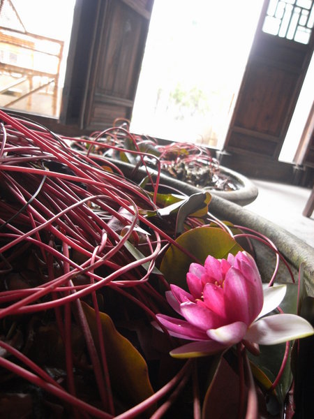 Cheng Hong's water lilies