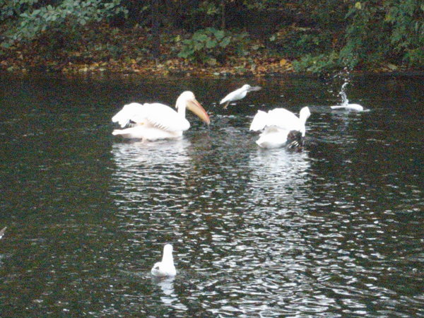the pelicans in the park
