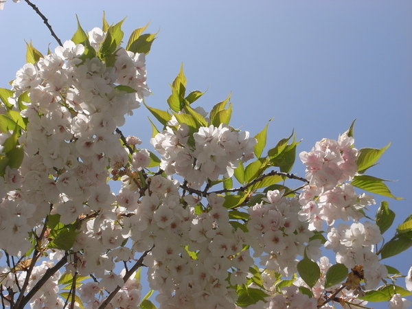 blossom - Portobello Road