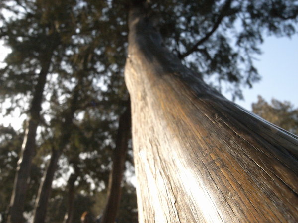 tree bark - summer palace