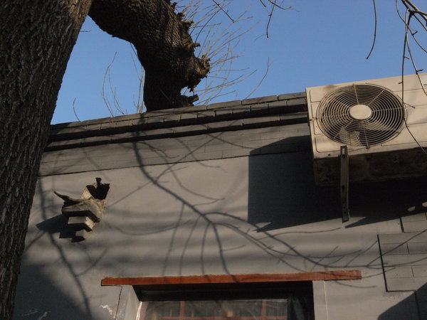 A tree, a gutter and an airconditioning unit