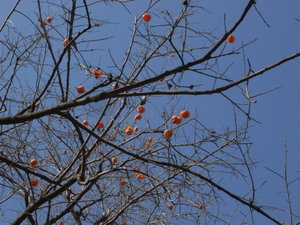 Pecky birds eating the last Winter Persimmons