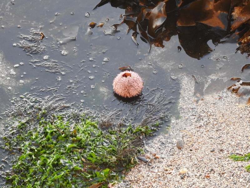 Sea urchin floating at the sea edge