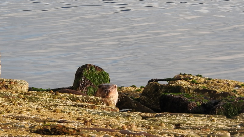 a cheeky sea otter