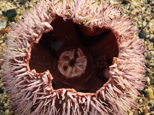 A big black crow had smashed it open and eaten the urchin