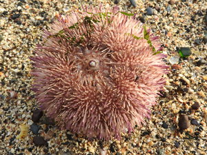 beautiful urchin scared me. 