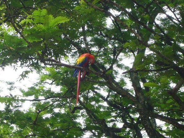 Scarlet Macaw at Copan Ruinas