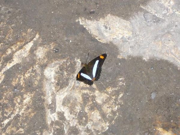 Butterfly at Copan Ruinas