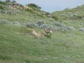 Theodore Roosevelt National Park, North Dakota