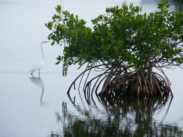 Héron et mangrove