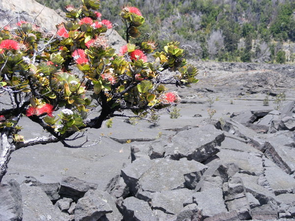 Kilauea, Hawaii