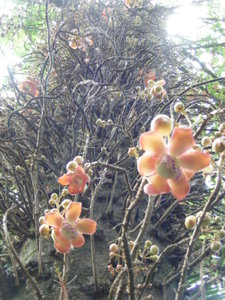 Hawaii  Tropical botanical garden, Hilo
