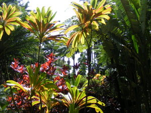 Hawaii  Tropical botanical garden, Hilo