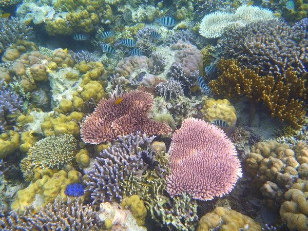kleurrijk koraal