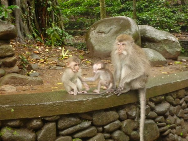 mini monkeys