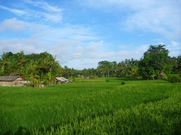 rijstvelden
