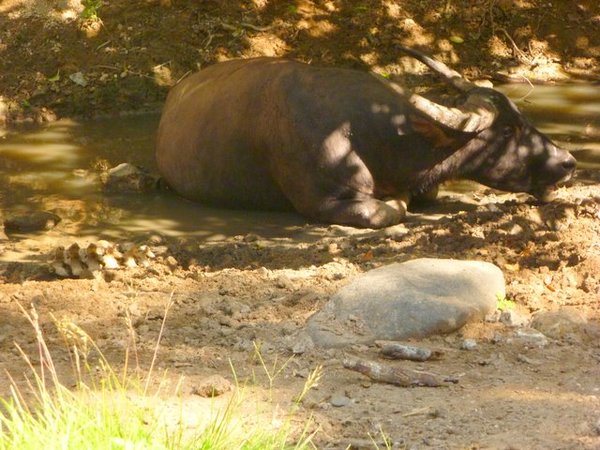 buffel in het land van de komodo