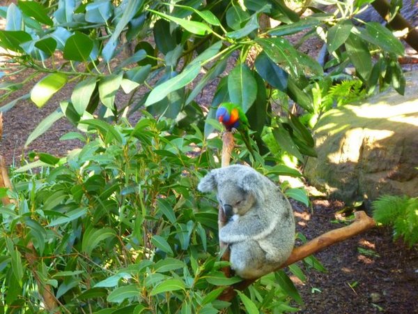 Koala en Papegaai