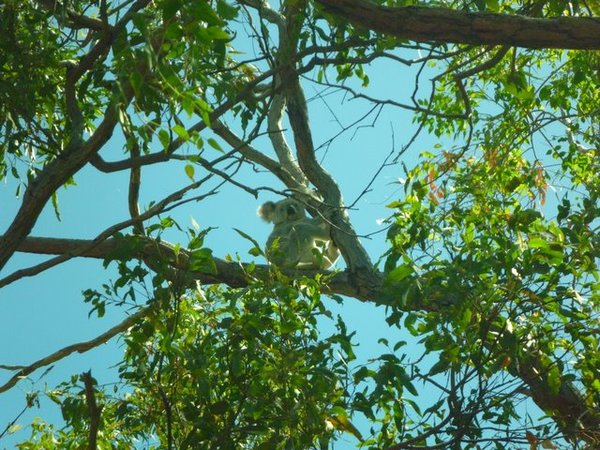 Wilde Koala 
