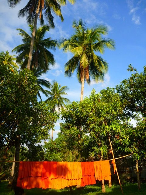 Monniken laten de was drogen onder de palmbomen