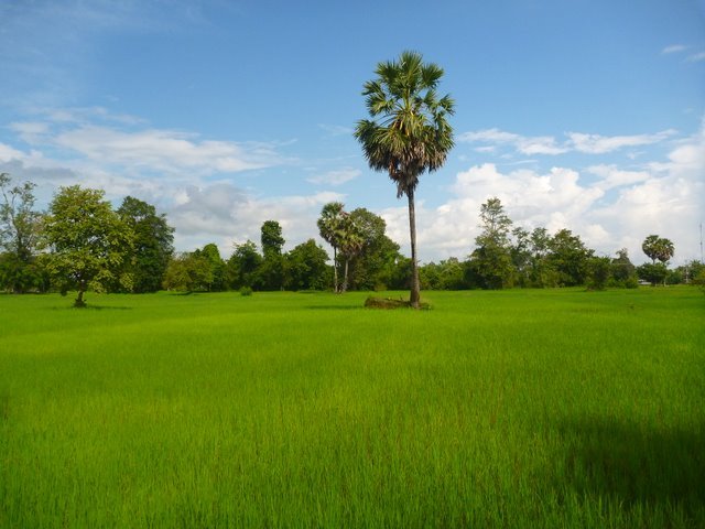 Fietsen tussen de rijstvelden