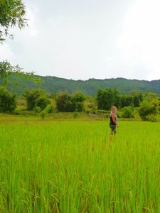 Anka in een rijstveld