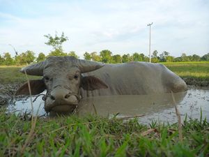 Buffel aan het relaxen in de modder