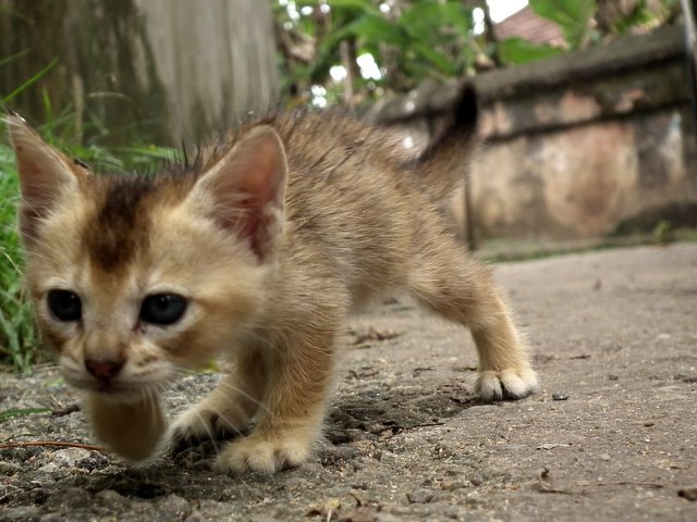 Kitten!