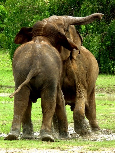 Vechtende mannetjes olifanten in het wild