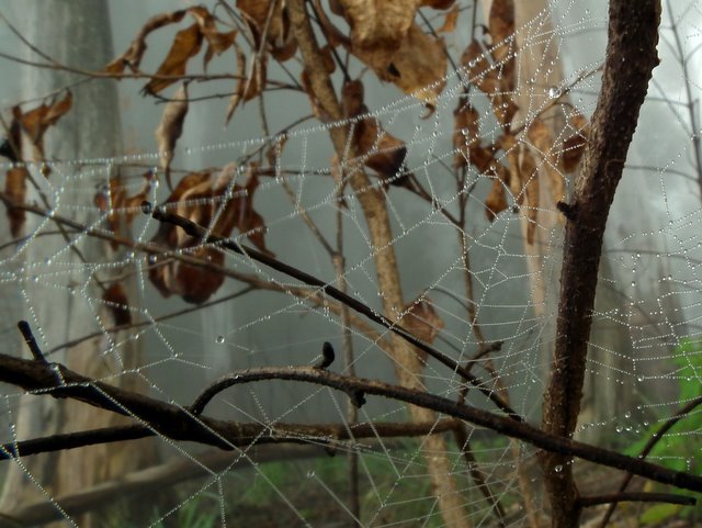 Spinnenweb met damp erop