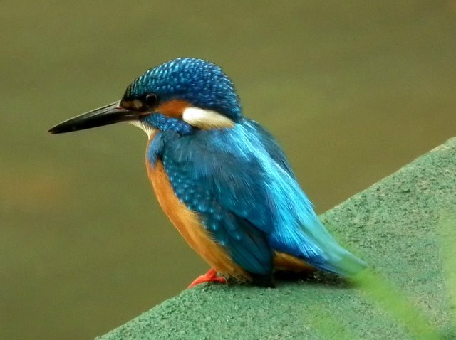 Super mooie vogel in Kandy