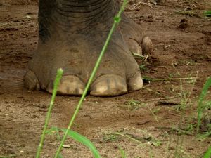 Close up olifanten poot