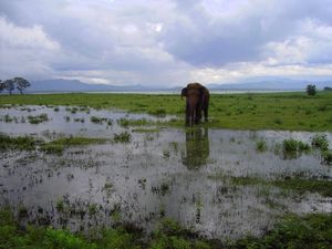 Weerspiegeling olifant in het meer