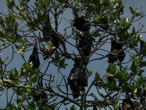 Vleermuizen in een boom