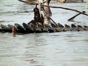 Krokodil in de Bentota River
