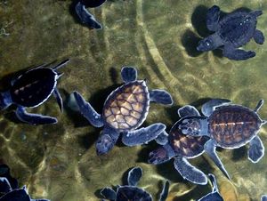Schildpadden in Kosgoda Hatchery Center
