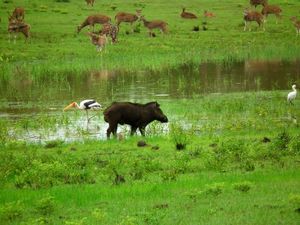 Wild zwijn in Yala National Park