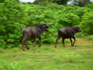 Rennende buffels