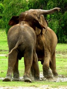 Vechtende mannetjes olifanten in het wild