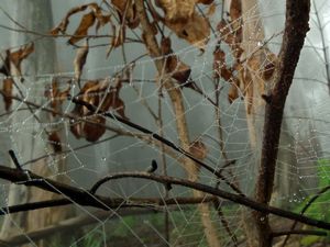 Spinnenweb met damp erop