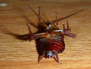 Dode kakkerlak in onze hotelkamer