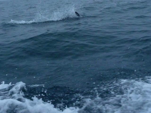 Een stukje dolfijn Chiloe eiland