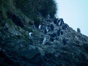 Groep pinguins bij elkaar