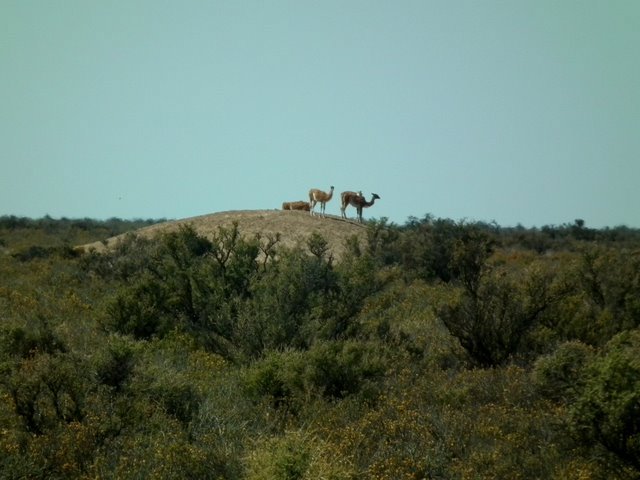 Lamas op een bergje