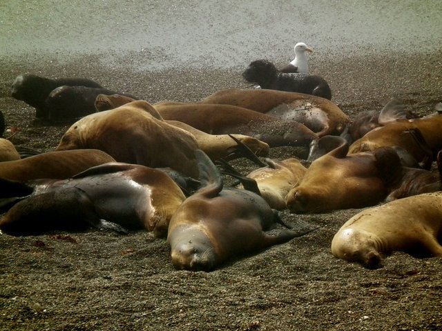 Kudde zeeleeuwen