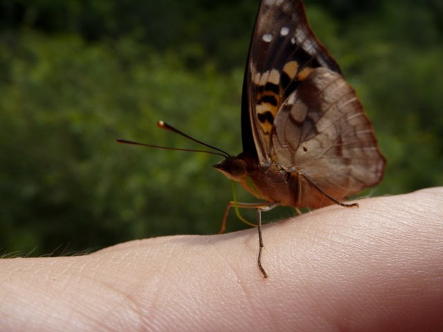 Een vlinder likt aan Ankas vinger!!