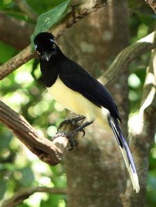 jungle bird in Park Iguazu Falls