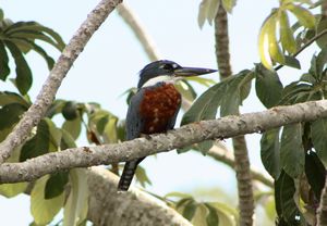 Amazone Kingfisher 