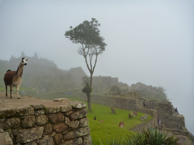 Lama en Machu Picchu