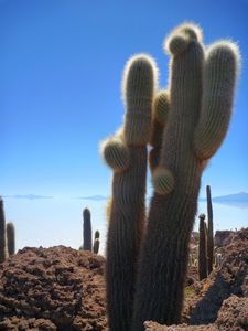 Zwaaiende Mensen-cactussen